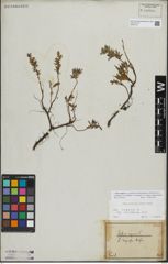 Foto von Salix repens L.